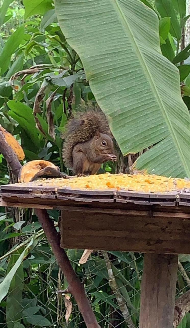 Pousada Tie-Sangue Hotel Iporanga Bagian luar foto