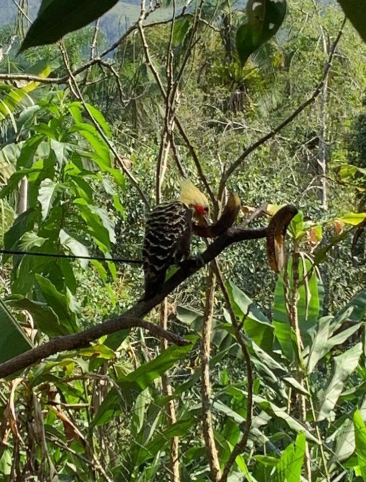 Pousada Tie-Sangue Hotel Iporanga Bagian luar foto